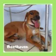 Beethoven