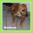 Beethoven