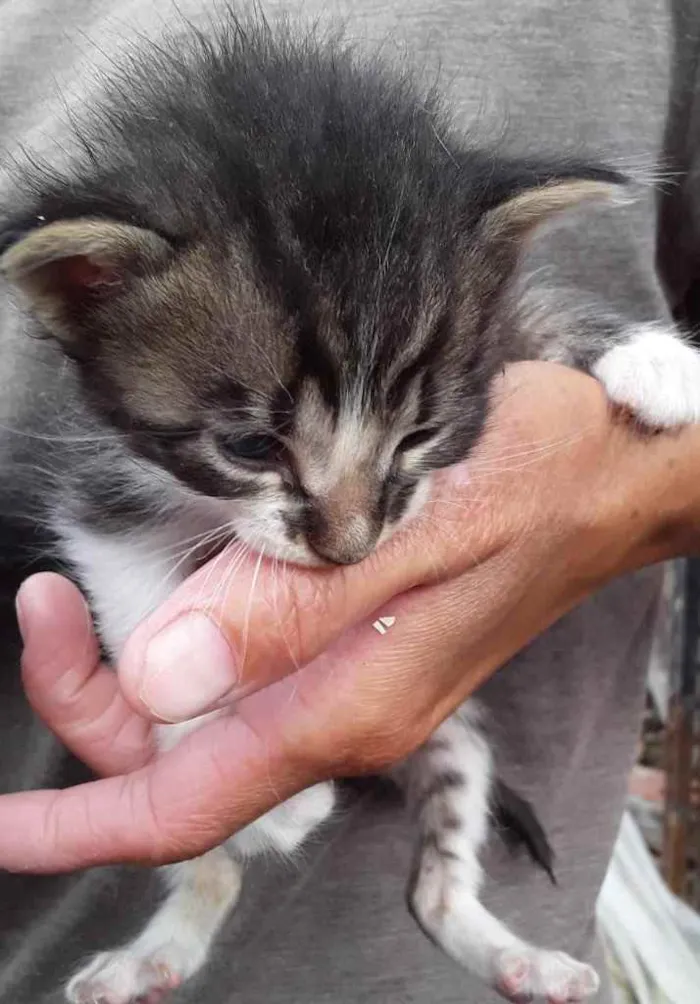 Gato ra a  idade 2 a 6 meses nome Não sei 