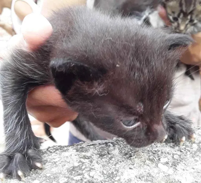 Gato ra a  idade 2 a 6 meses nome Não sei 