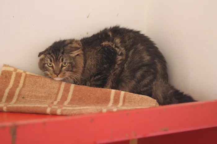 Gato raça SRD idade 5 anos nome Camargo