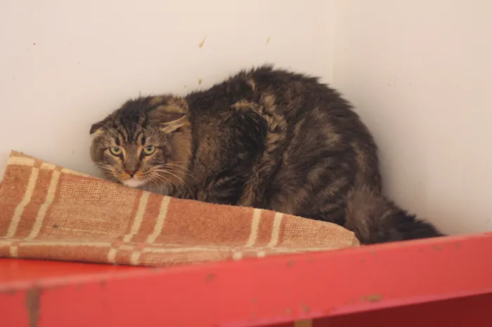 Gato raça SRD idade 5 anos nome Camargo