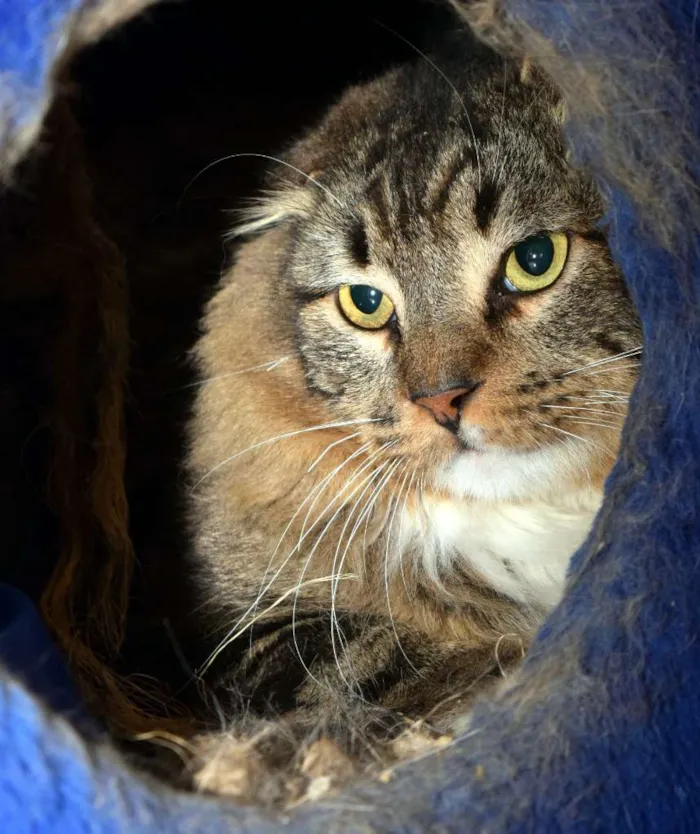 Gato raça SRD idade 5 anos nome Camargo