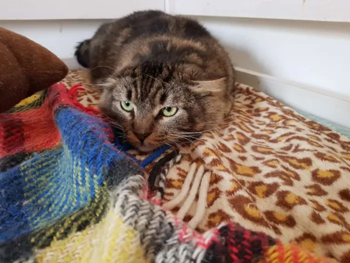 Gato raça SRD idade 5 anos nome Camargo