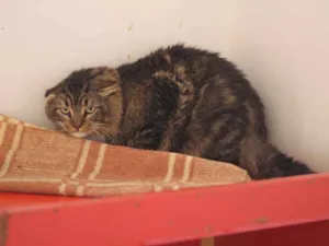 Gato raça SRD idade 5 anos nome Camargo
