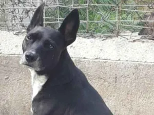 Cachorro raça SRD-ViraLata idade 2 anos nome AMÁLIA