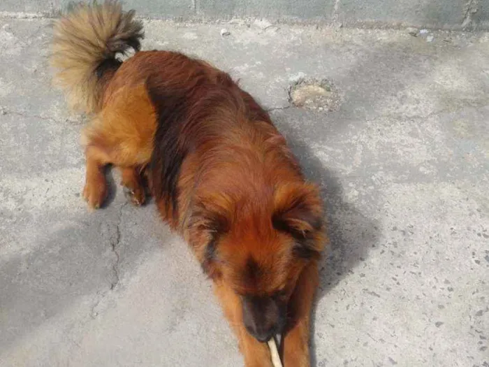 Cachorro ra a Mestiço Chow Chow  idade 7 a 11 meses nome Toquinho