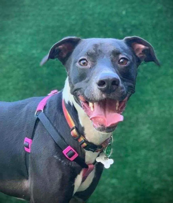 Cachorro ra a Mestiço de Pit Bull idade 1 ano nome Jack
