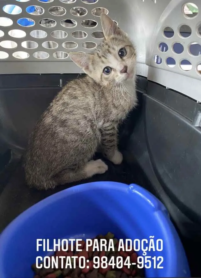 Gato raça  idade 2 a 6 meses nome Sem nome 