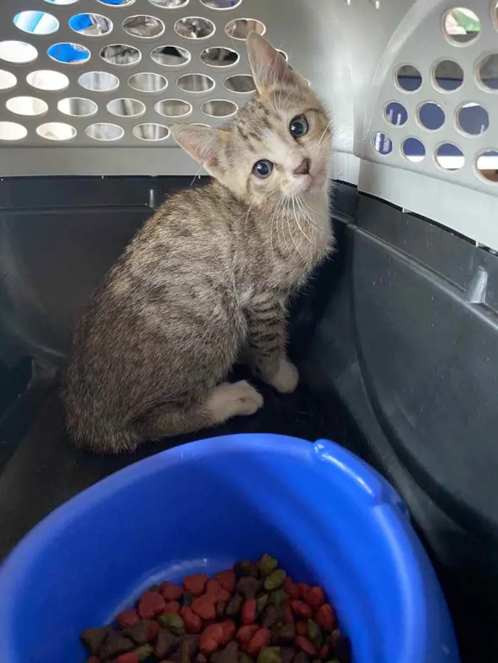 Gato raça  idade 2 a 6 meses nome Sem nome 