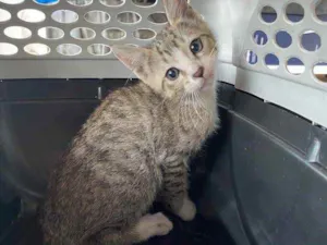 Gato raça  idade 2 a 6 meses nome Sem nome 