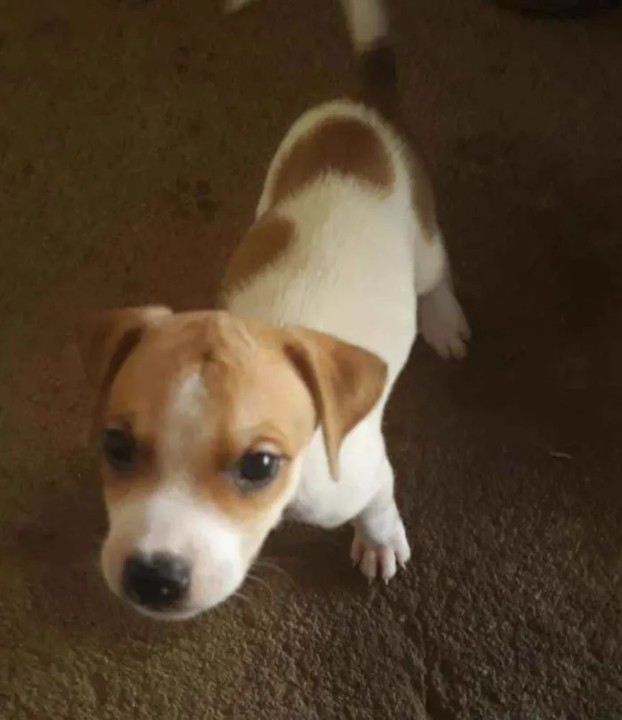 Cachorro raça SRD idade 2 a 6 meses nome -