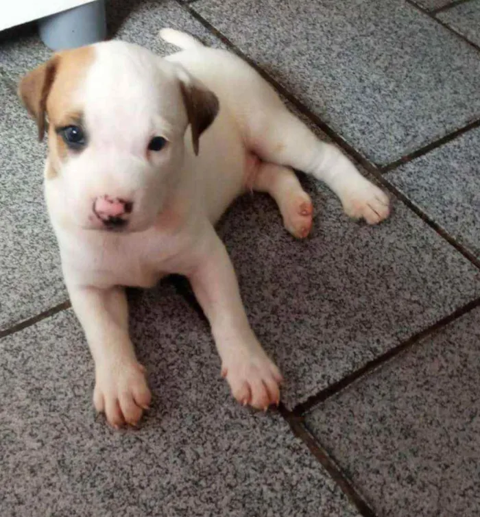 Cachorro raça SRD idade 2 a 6 meses nome -
