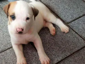 Cachorro raça SRD idade 2 a 6 meses nome -