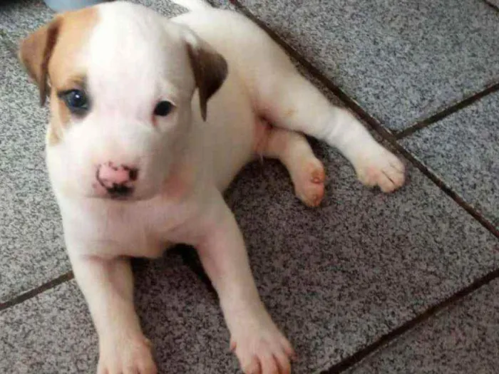 Cachorro raça SRD idade 2 a 6 meses nome -