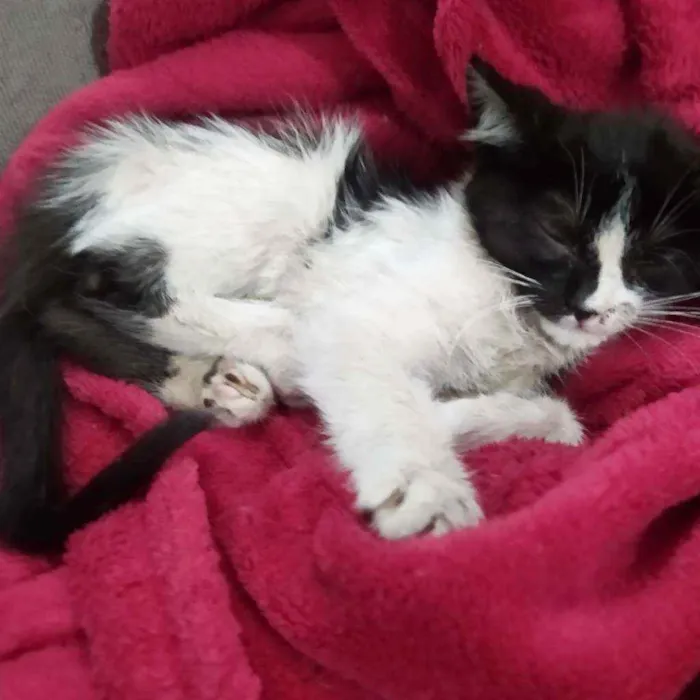 Gato ra a SRD idade Abaixo de 2 meses nome Hope