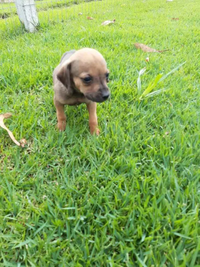 Cachorro ra a  idade 2 a 6 meses nome Não sei 