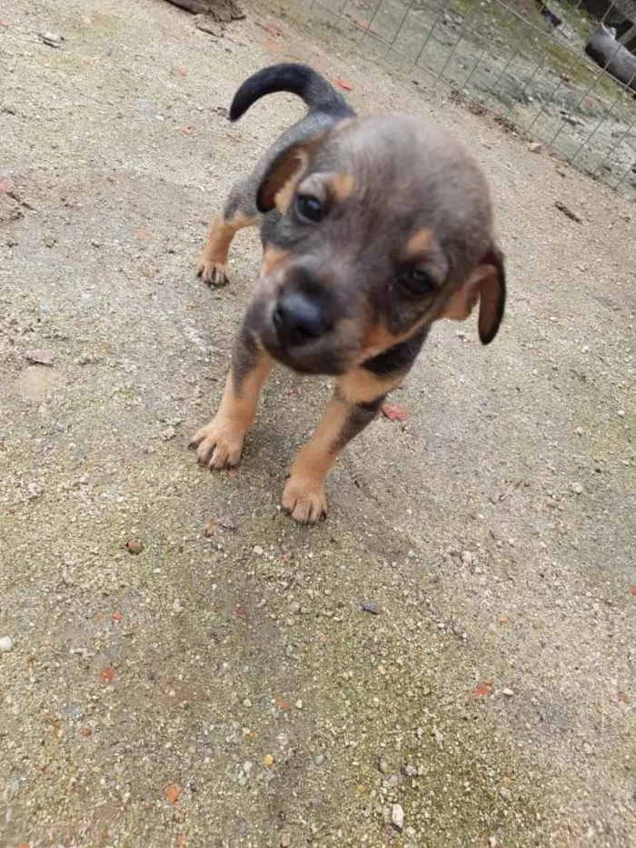 Cachorro ra a  idade 2 a 6 meses nome Não sei 