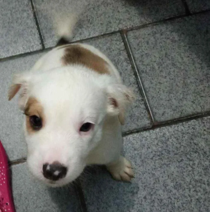 Cachorro raça SRD idade 2 a 6 meses nome -