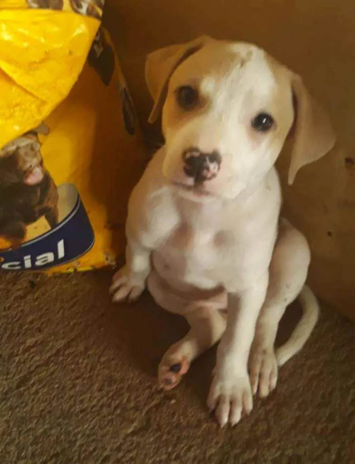 Cachorro raça SRD idade 2 a 6 meses nome -