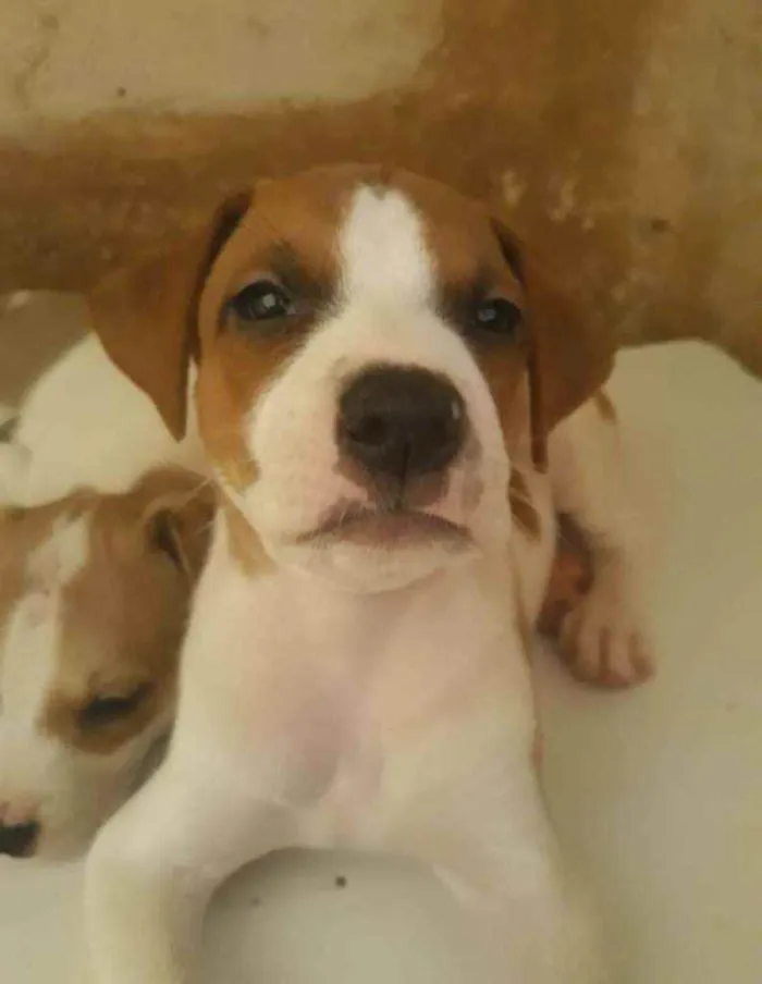 Cachorro raça SRD idade 2 a 6 meses nome -