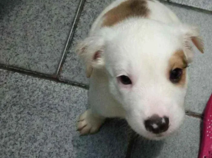 Cachorro raça SRD idade 2 a 6 meses nome -
