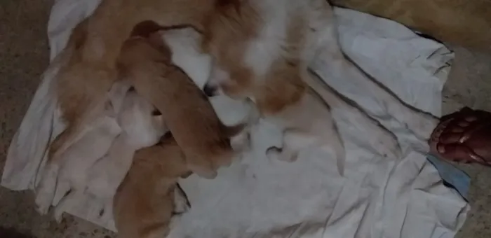 Cachorro ra a vira lata idade 2 a 6 meses nome Não tem nome