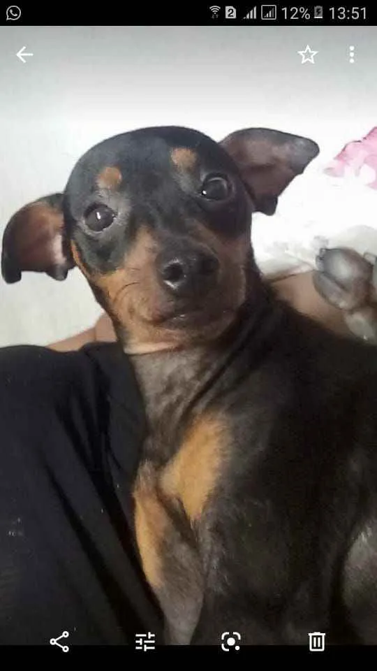 Cachorro ra a Pinsher idade 2 anos nome Pipoca