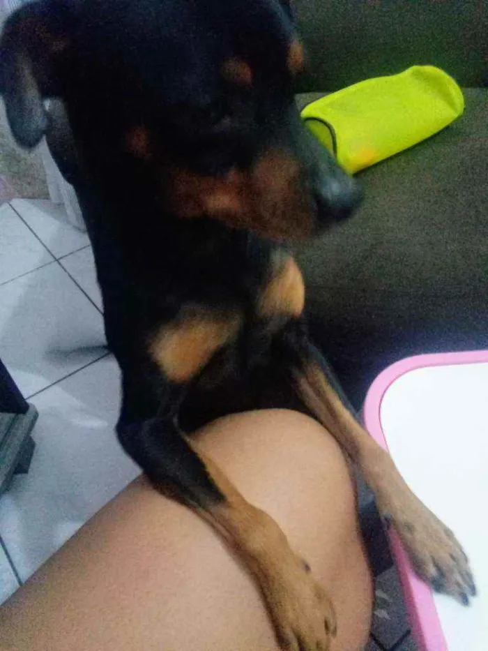 Cachorro ra a Pinsher idade 2 anos nome Pipoca