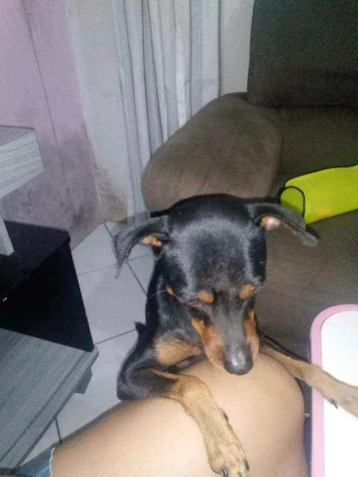 Cachorro ra a Pinsher idade 2 anos nome Pipoca