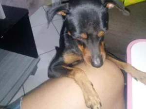 Cachorro raça Pinsher idade 2 anos nome Pipoca