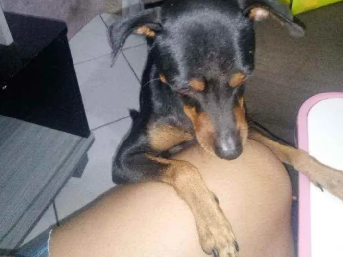 Cachorro ra a Pinsher idade 2 anos nome Pipoca