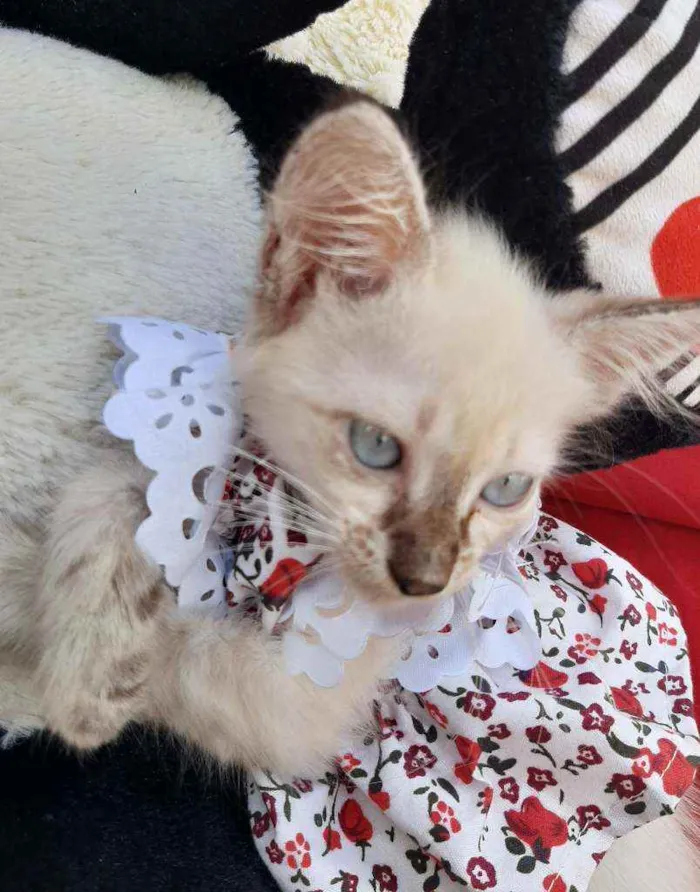Gato ra a SEM RAÇA DEFINIDA.  idade Abaixo de 2 meses nome SEM NOME.