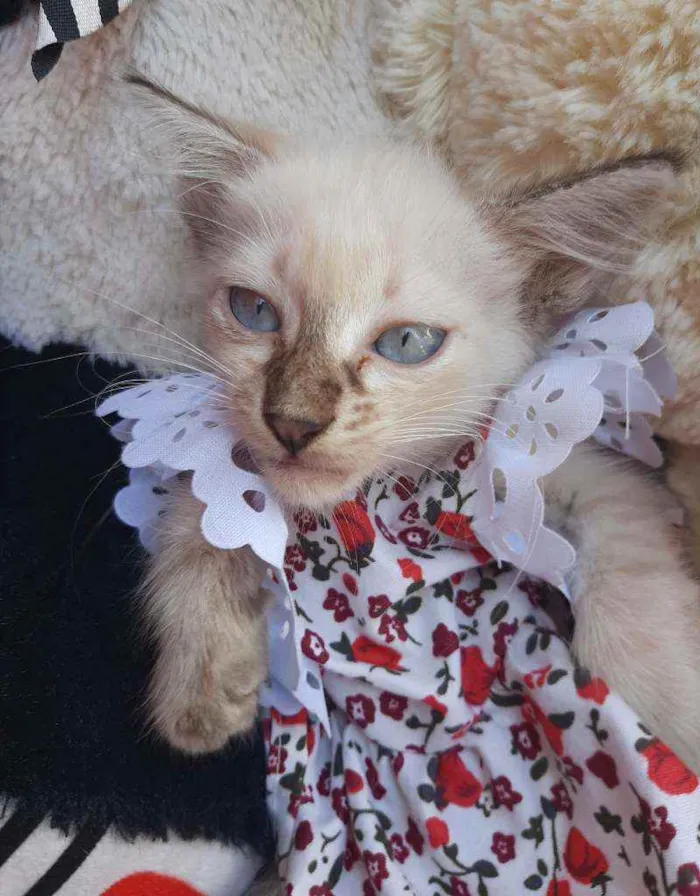 Gato ra a SEM RAÇA DEFINIDA.  idade Abaixo de 2 meses nome SEM NOME.