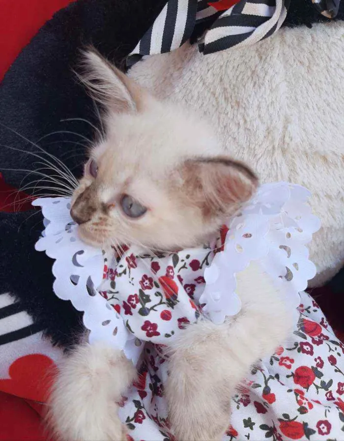 Gato ra a SEM RAÇA DEFINIDA.  idade Abaixo de 2 meses nome SEM NOME.