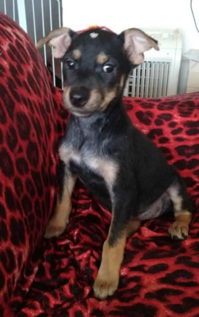 Cachorro ra a SRD idade 2 a 6 meses nome Valentina 