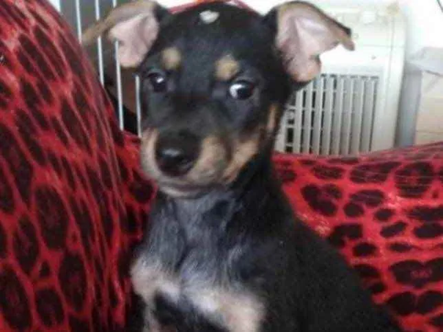 Cachorro ra a SRD idade 2 a 6 meses nome Valentina 
