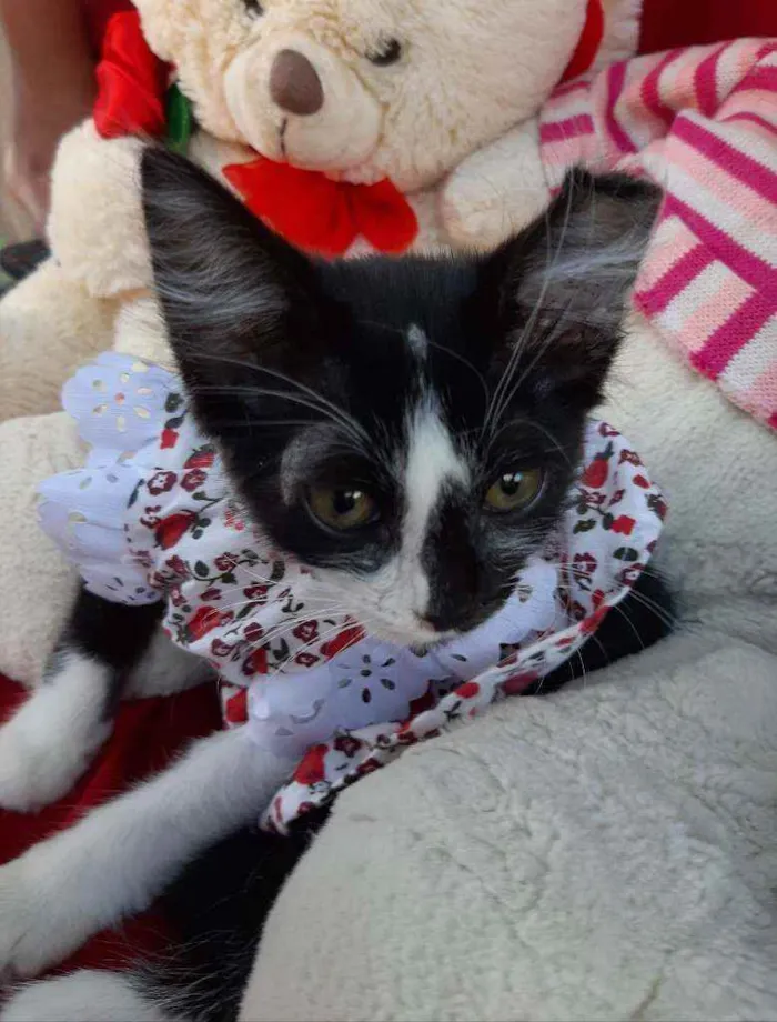 Gato ra a SEM RAÇA DEFINIDA.  idade Abaixo de 2 meses nome SEM NOME.