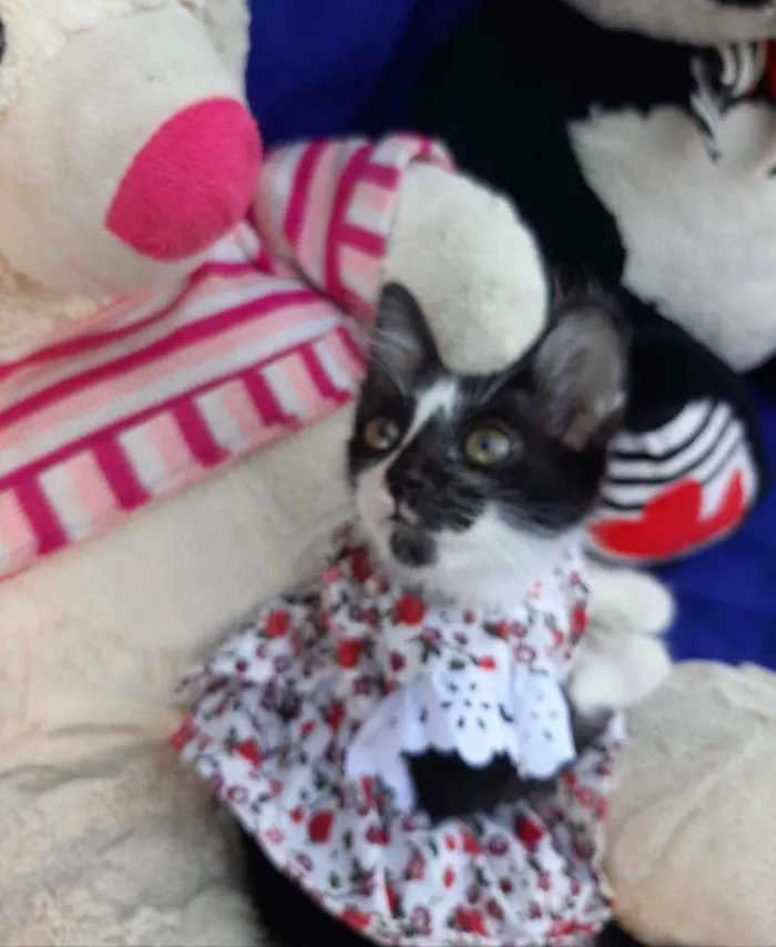 Gato ra a SEM RAÇA DEFINIDA.  idade Abaixo de 2 meses nome SEM NOME.