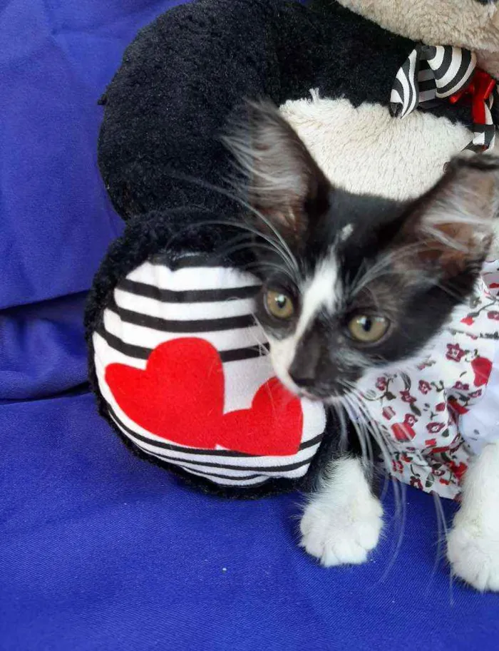 Gato ra a SEM RAÇA DEFINIDA.  idade Abaixo de 2 meses nome SEM NOME.