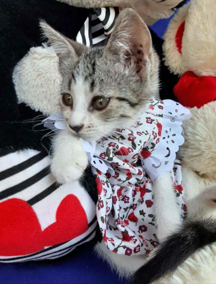 Gato ra a SEM RAÇA DEFINIDA.  idade Abaixo de 2 meses nome SEM NOME.