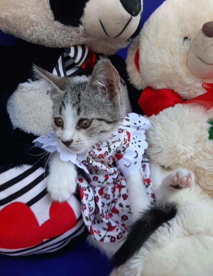 Gato ra a SEM RAÇA DEFINIDA.  idade Abaixo de 2 meses nome SEM NOME.