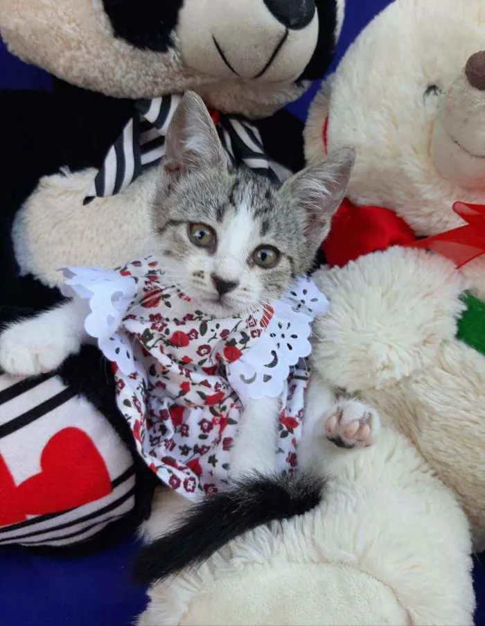 Gato ra a SEM RAÇA DEFINIDA.  idade Abaixo de 2 meses nome SEM NOME.