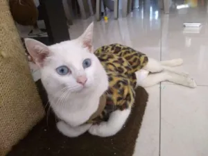 Gato raça SRD idade 3 anos nome Durga