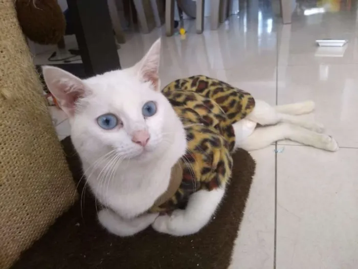 Gato raça SRD idade 3 anos nome Durga