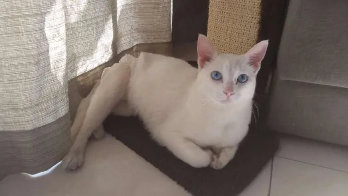 Gato raça SRD idade 3 anos nome Durga