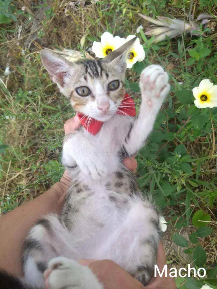 Gato ra a SEM RAÇA DEFINIDA.  idade 2 a 6 meses nome SEM NOME. 