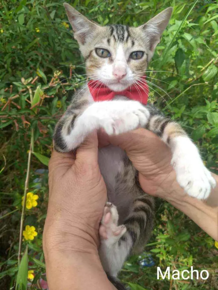 Gato ra a SEM RAÇA DEFINIDA.  idade 2 a 6 meses nome SEM NOME. 