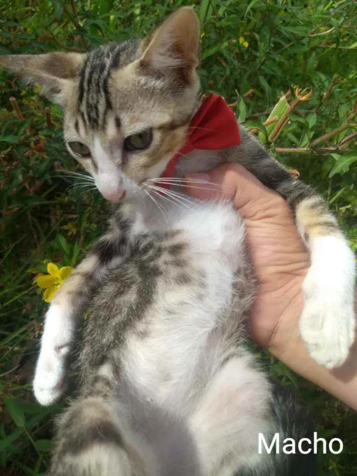 Gato ra a SEM RAÇA DEFINIDA.  idade 2 a 6 meses nome SEM NOME. 