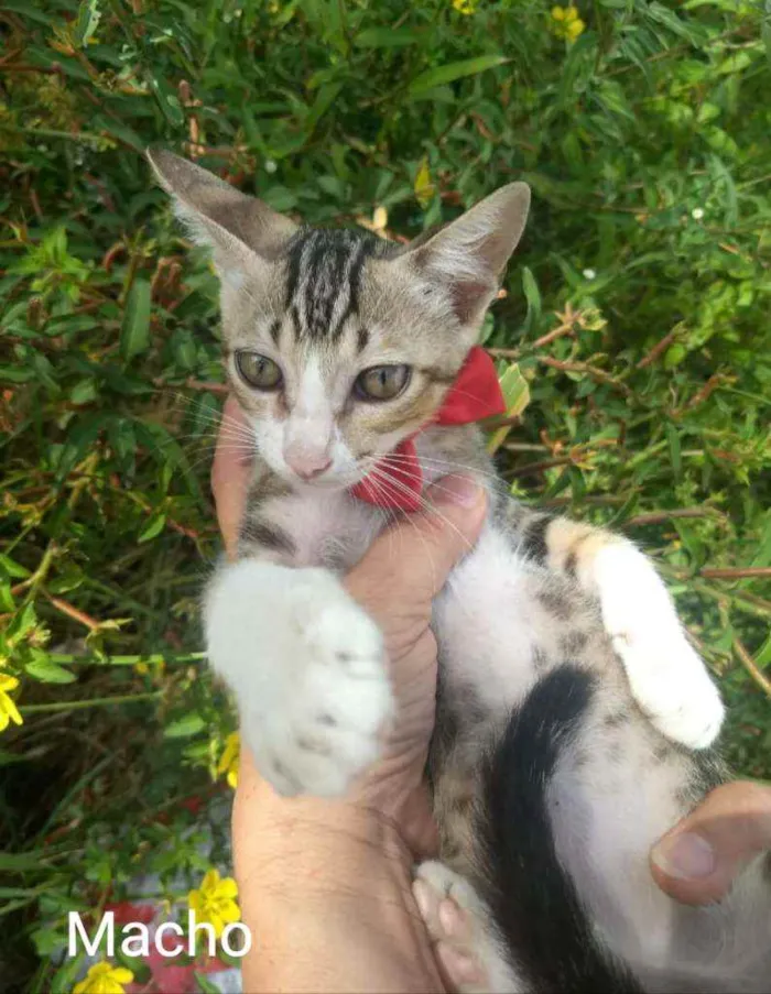 Gato ra a SEM RAÇA DEFINIDA.  idade 2 a 6 meses nome SEM NOME. 